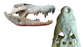 Riesige Zwerge, die im Wald lauerten