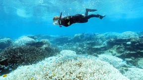 Great Barrier Reef soll herabgestuft werden