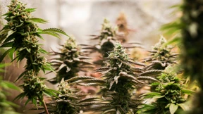 Der Schwarzmarkt blüht munter weiter