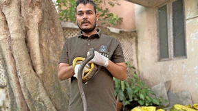 Wenn die Kobra hinterm Bett lauert