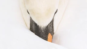 Die bissige Schönheit vom See