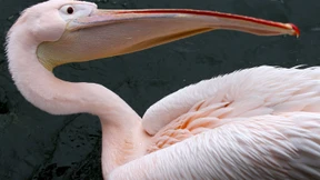 Zoos in Hessen und Hamburg geschlossen