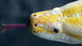 Zwei Meter lange Würgeschlange im Vorgarten