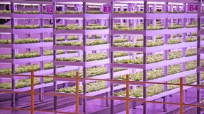 Wenn der Salat im Supermarktregal wächst