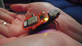 Wie ich zur Kakerlake wurde