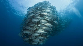 Überwacht, gesteuert und verkauft