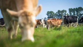 „Eine Kuh können Sie nicht auspressen wie eine Zitrone“