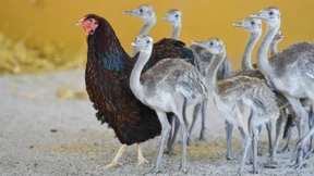 177 wilde Nandus im deutschen Norden