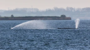150 Menschen demonstrieren in Wismar für Rettung des Wals