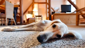 Steuern sparen mit dem Hund