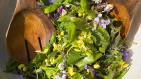 Warum ist der Steinbutt so zahm?