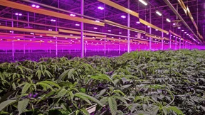 Der Schwarzmarkt für Cannabis blüht weiter