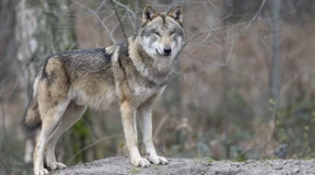 Tiere sind konservativ