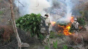 Große Marihuana-Plantagen in Mexiko vernichtet