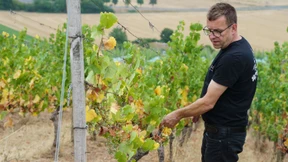 Wie Martin Tesch den Riesling rettet