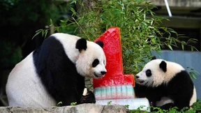 Baby-Panda Xiao Qi Ji feiert seinen ersten Geburtstag
