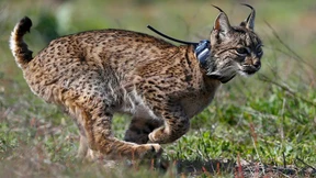 Doñana-Nationalpark trocknet aus