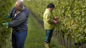 Schloss Schönborn stoppt Verkauf von Weinen