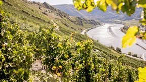 Wein oder nicht Wein