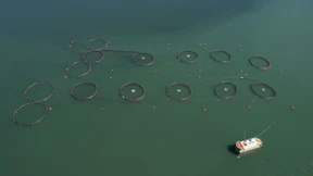 Der eierlegende Gemüse­fliegenfisch