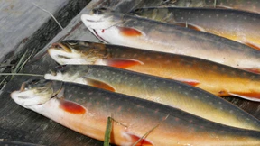 Kastanienschuppen zum Seesaibling