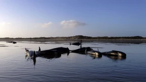 Helfer retten 60 gestrandete Wale