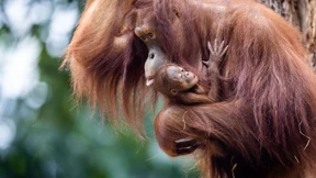 Orang-Utans können Beatboxen