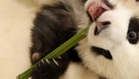 Ein kleiner Schritt für die Großen Pandas