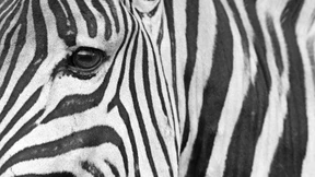 Die Quadratur des Denkens