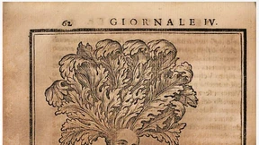 Wunderwurzel mit Erfolgsgeschichte