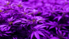 Wie wirksam ist Cannabis als Medizin wirklich?