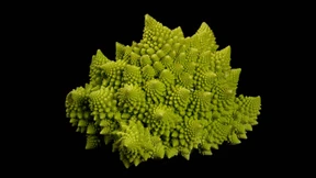 Wie man nur so versessen auf Salat sein kann!