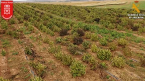 Spanische Polizei entdeckt bislang größte illegale Hanfplantage Europas