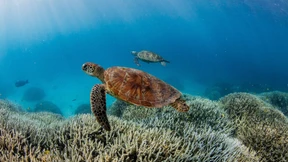 Das Great Barrier Reef leidet unter Hitzestress