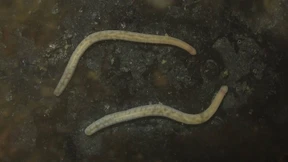 Riesenwürmer mit Giftrüssel