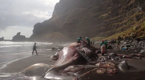 Ein Schatz im Magen eines Pottwals