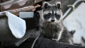 Sterilisationen von Waschbären nicht genehmigt