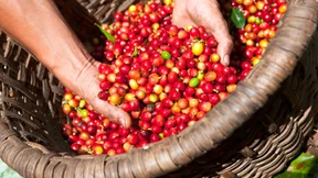 Die Qualität von Spitzenkaffee wird durch Nachhaltigkeit gesichert