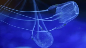 Neue Quallenart in Australien gibt Rätsel auf