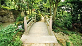 Olivenbaum und Steinlaterne