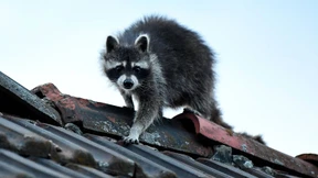 Problembär mit Maske