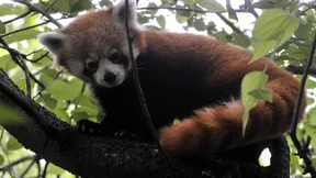 Kleiner Panda ganz groß