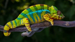 Bestmögliche Prävention: die Impfung gegen Krebs