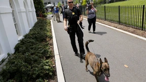 Bomben-Spürhunde durchsuchen Weißes Haus