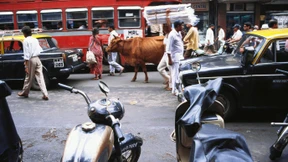 In Indien tobt ein Kampf um die Kuh 