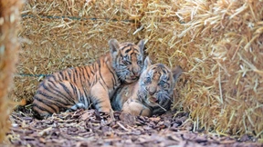 Besucherrückgang im Zoo