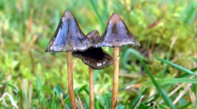 Wie das Psilocybin aus den „magic mushrooms“ im Gehirn wirkt