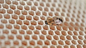 Vielleicht haben sie ja doch ein Bewusstsein