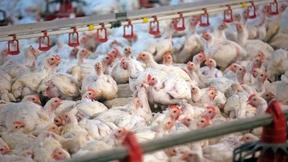 „Mit einem Huhn hat der Bürger wenig Mitleid“