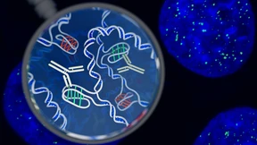 Der Knoten im Erbgut